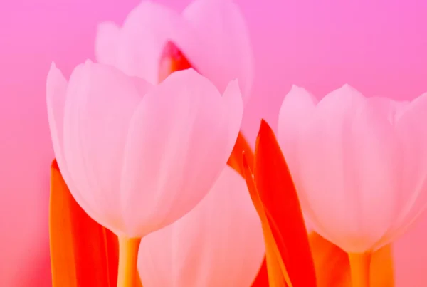 danielle suijkerbuijk ntnkDuf tH8 unsplash scaled 1