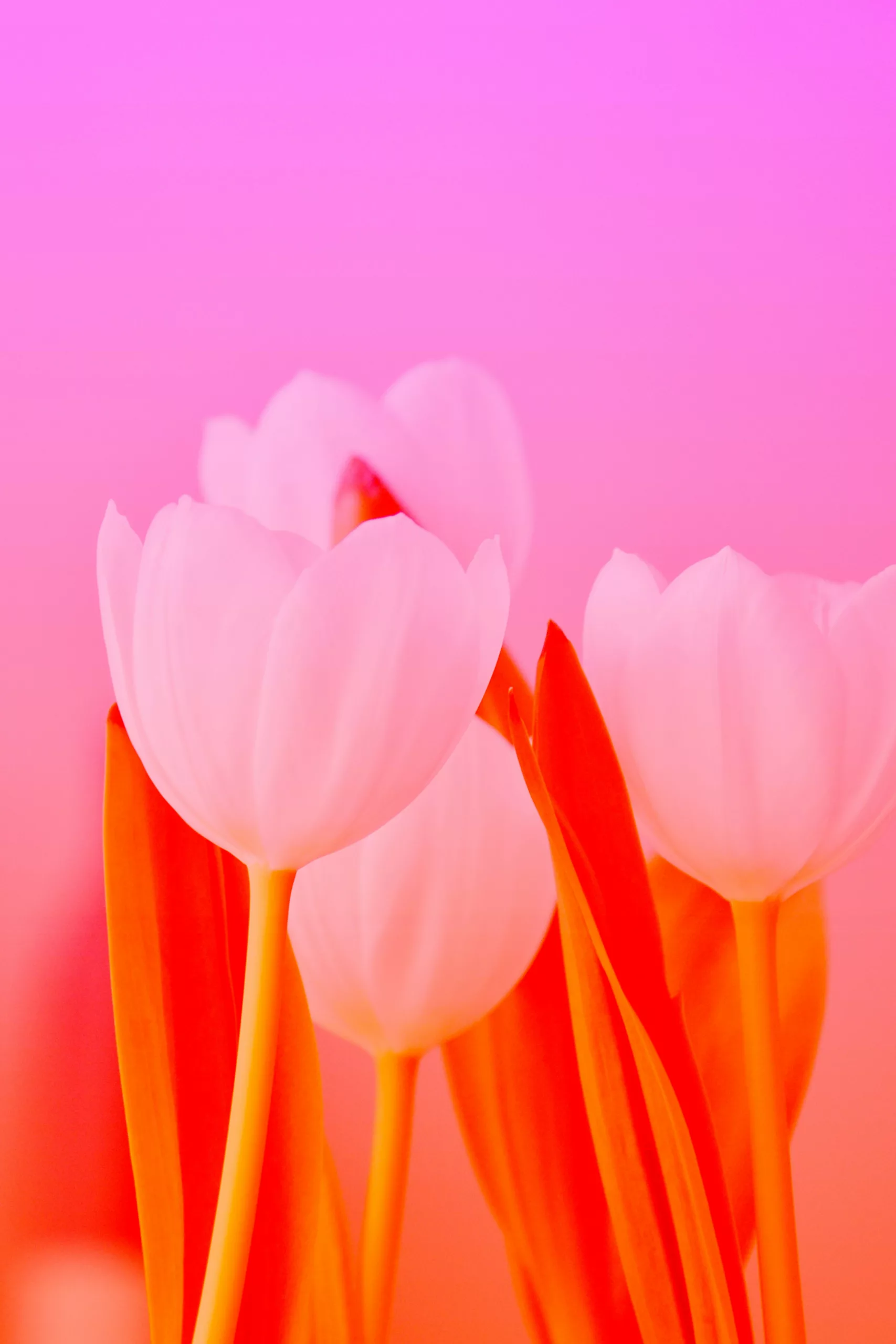 Bhanu Srivastav 3 svg+xml;charset=utf